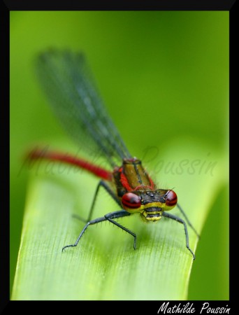 Nymphe au corps de feu - Pyrrhosoma nymphula